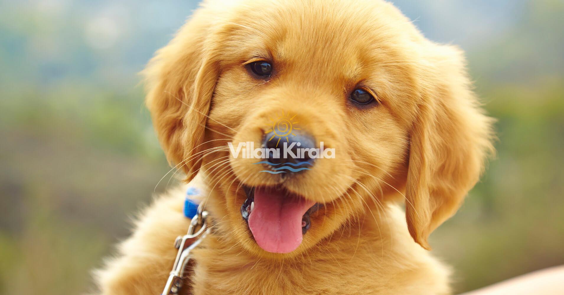 Evcil Hayvan Kabul Eden Kiralık Villalar | Dostunuzla Tatil - Villanı Kirala